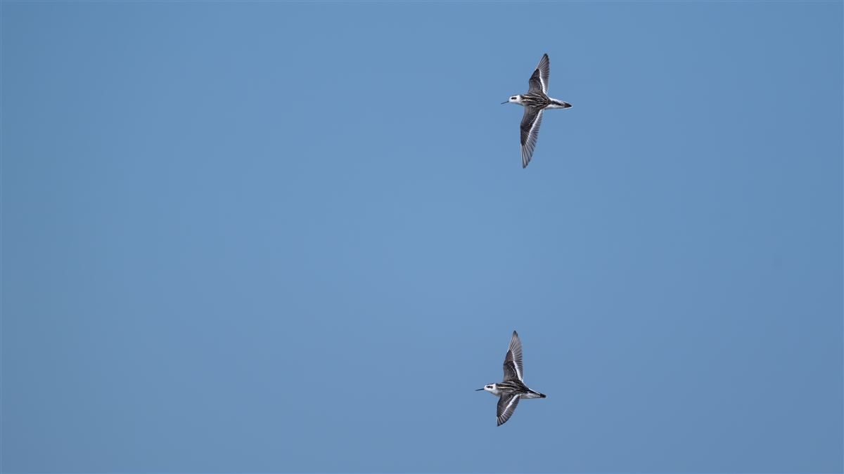Red-necked Phalarope