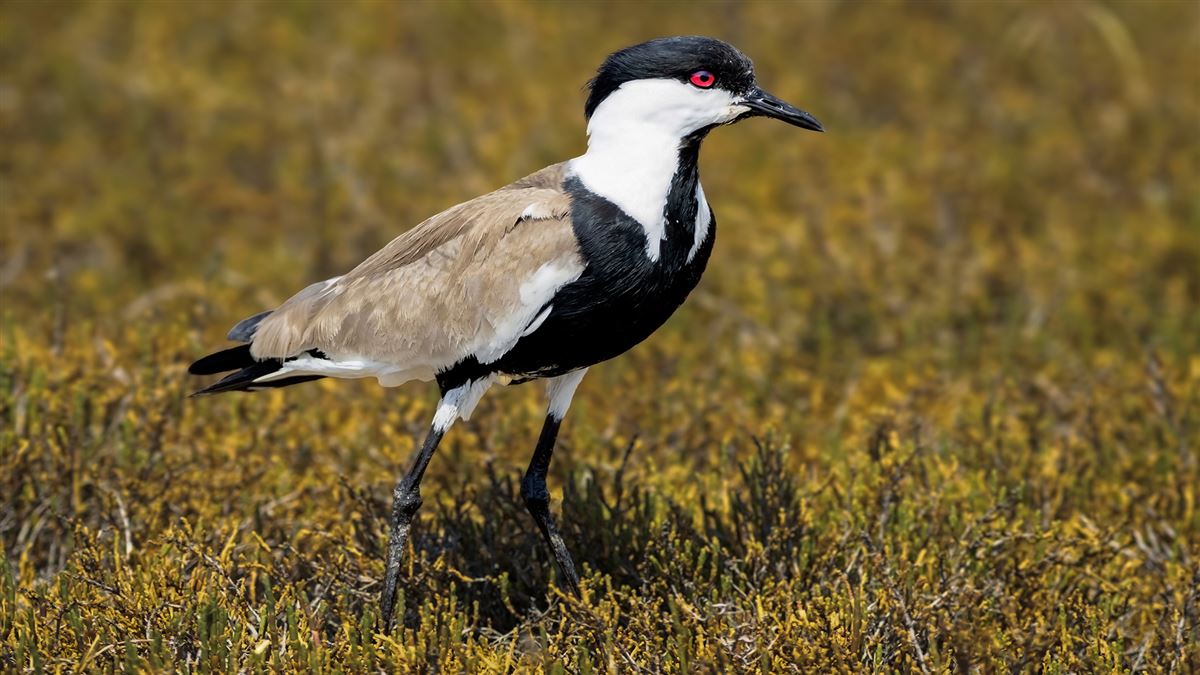Spur-winged Lapwing