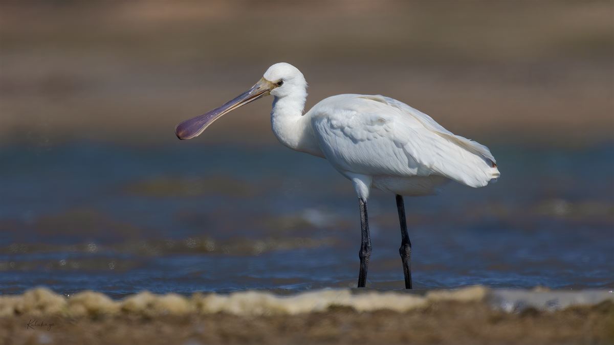 Eurasian Spoonbill