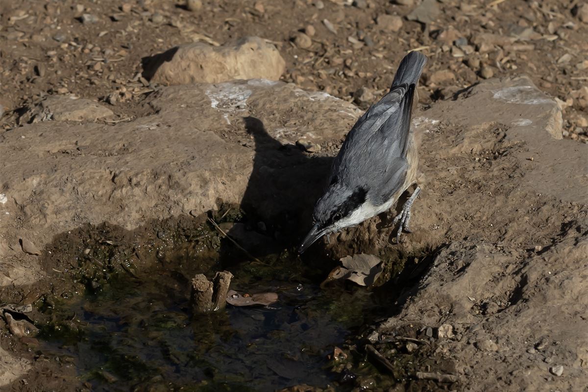 Eastern Rock Nuthatch