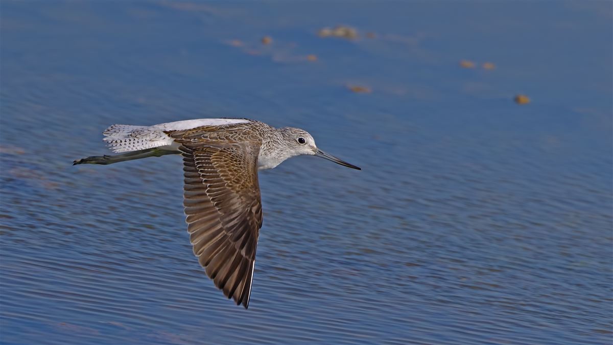 Common Greenshank