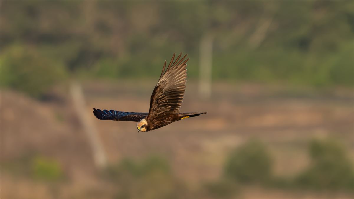 Western Marsh Harrier