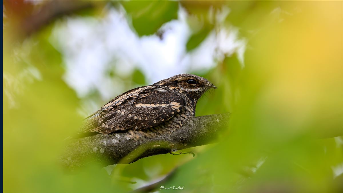 European Nightjar