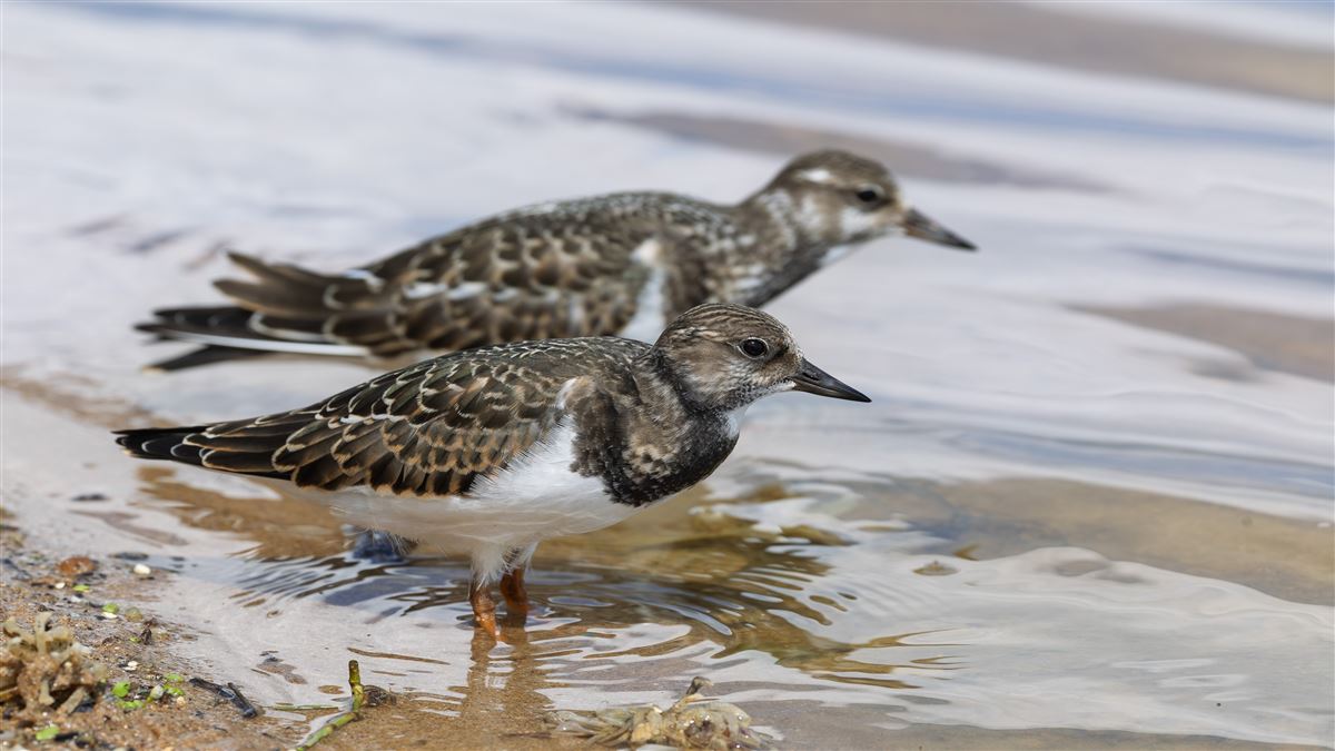 Ruddy Turnstone