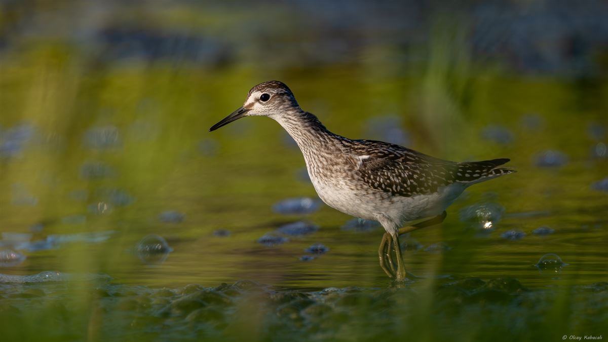 Wood Sandpiper