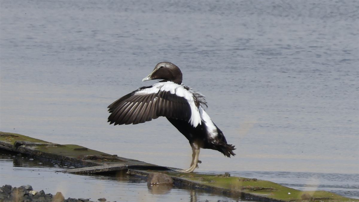 Common Eider