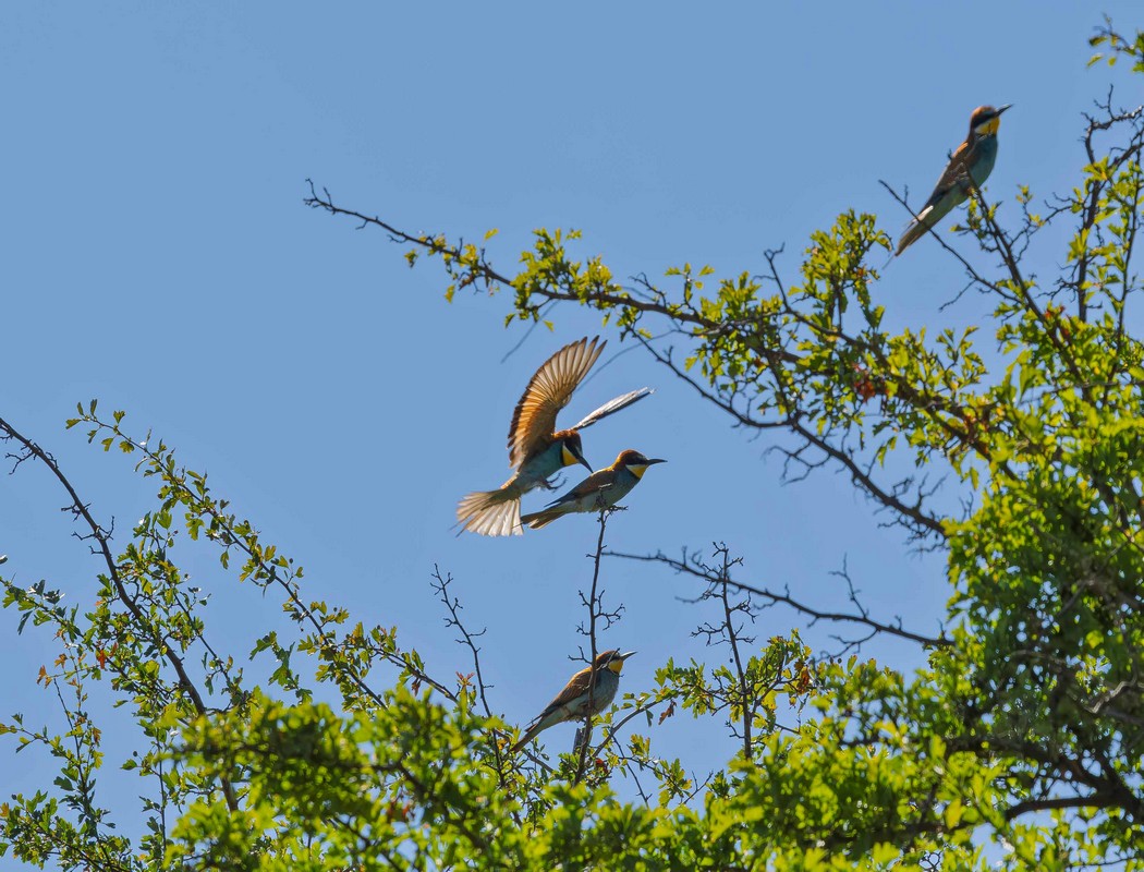 European Bee-eater