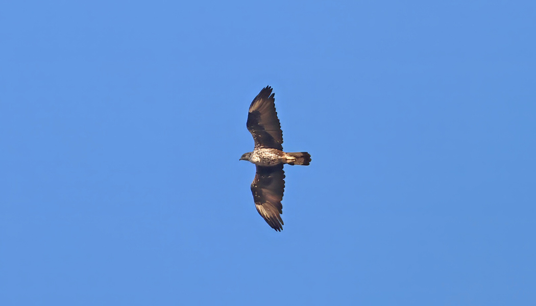 Bonelli`s Eagle