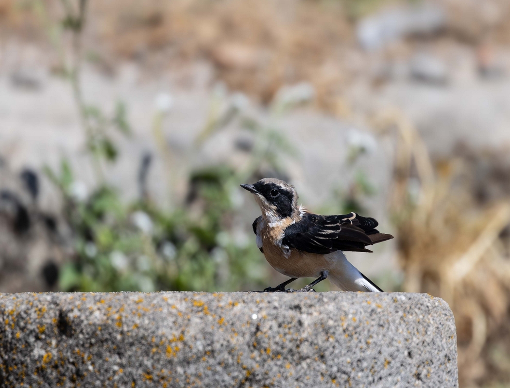 Black-eared Wheatear
