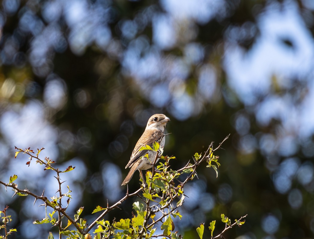 Red-backed Shrike