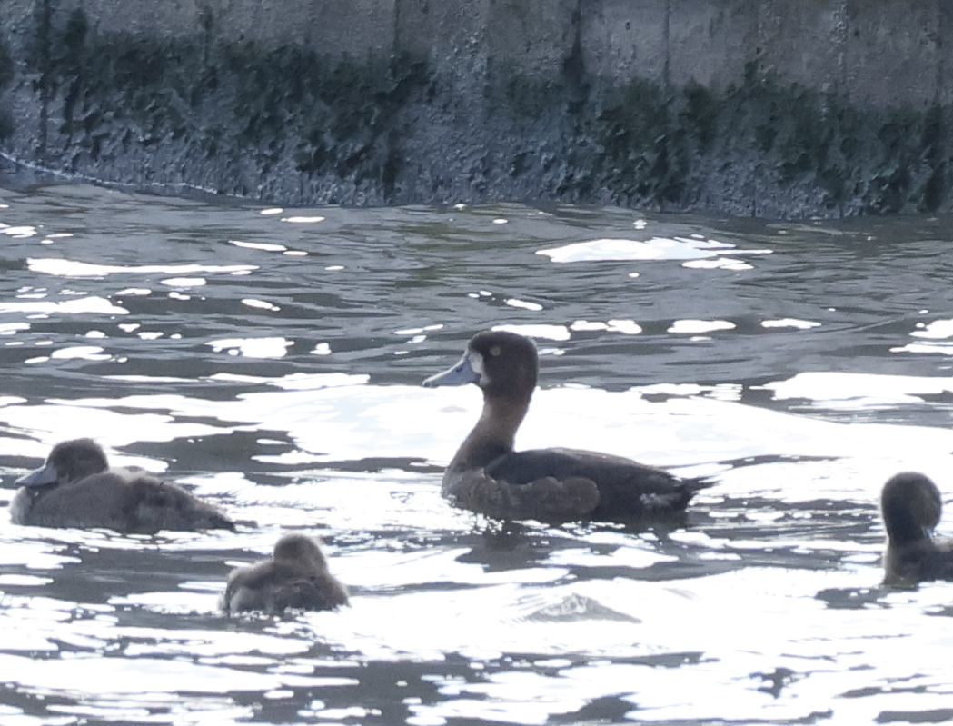Greater Scaup
