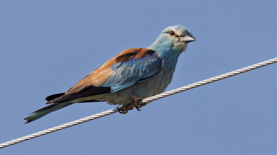 European Roller