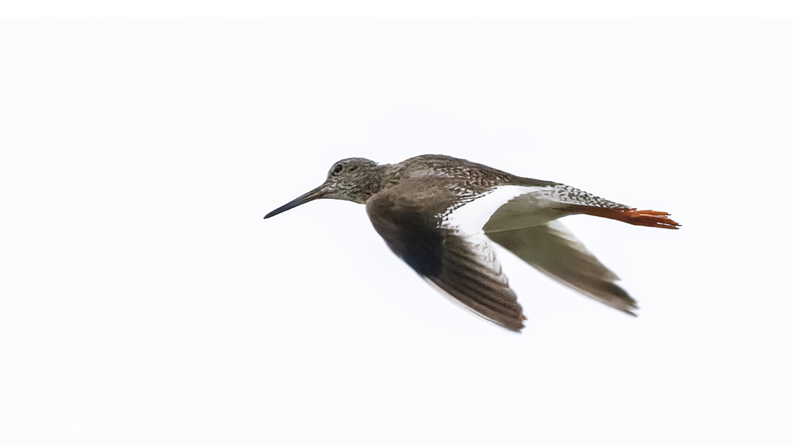 Common Redshank