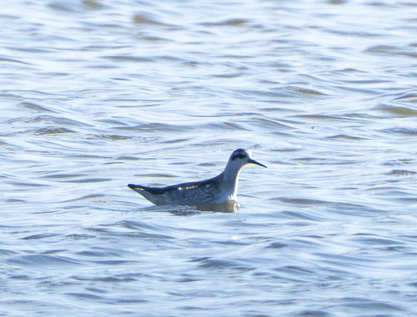 Red-necked Phalarope