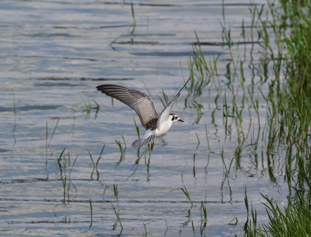 Whiskered Tern