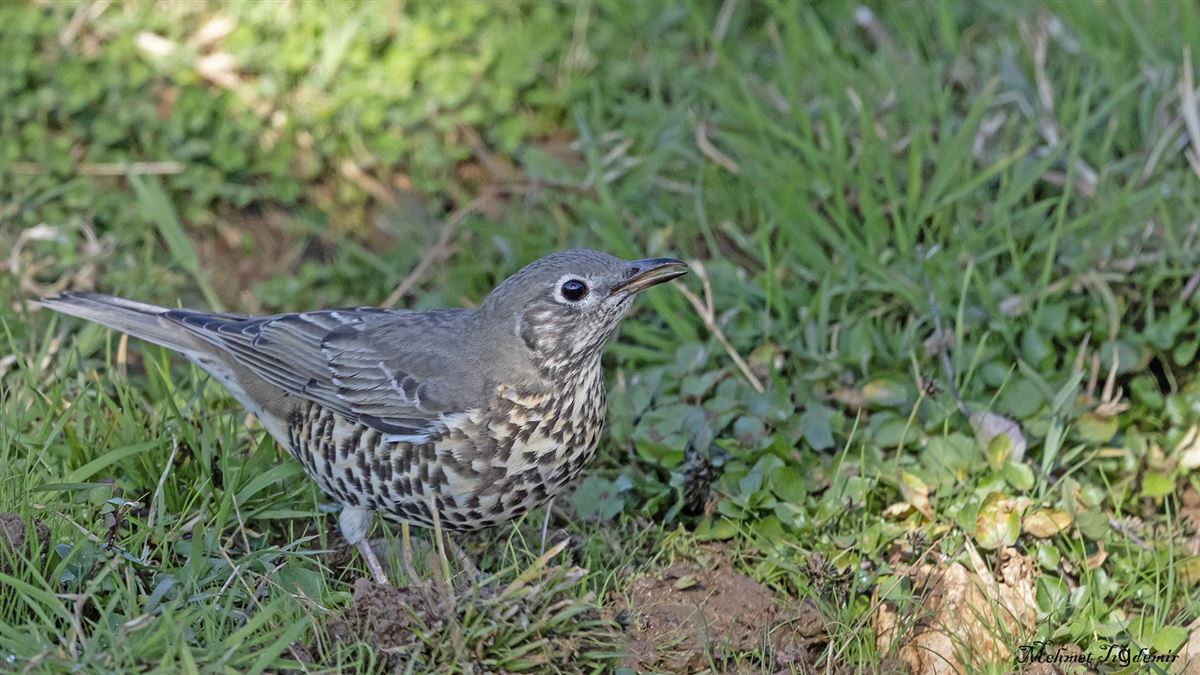 Mistle Thrush