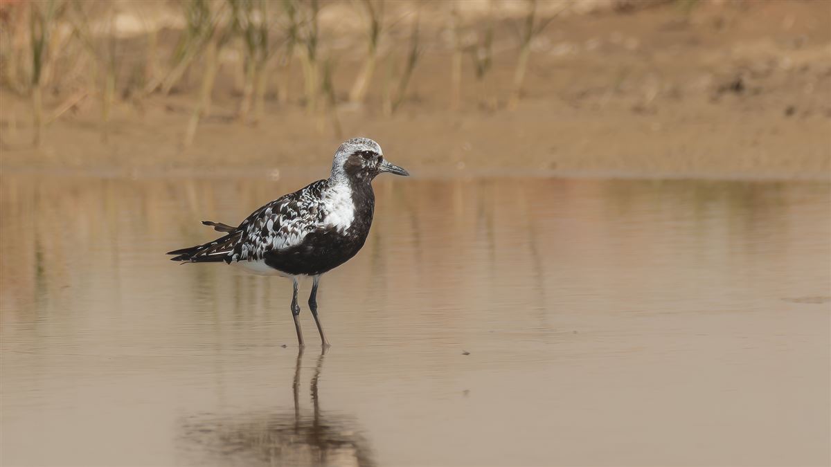 Grey Plover