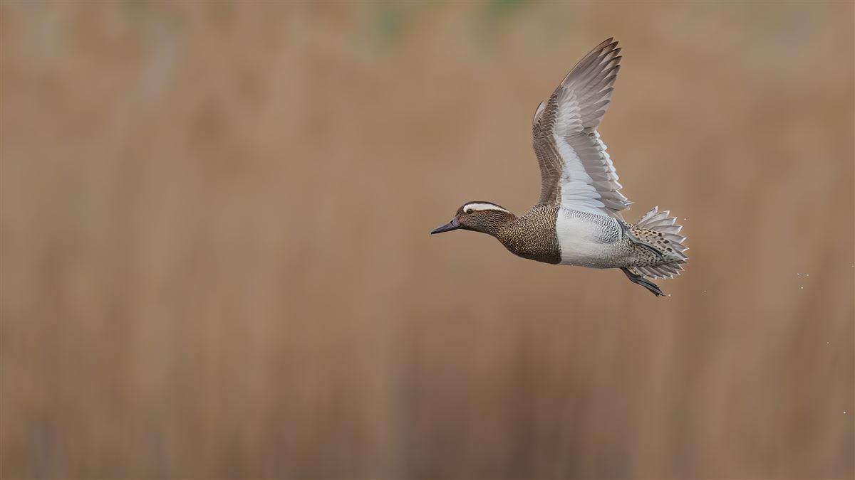 Garganey