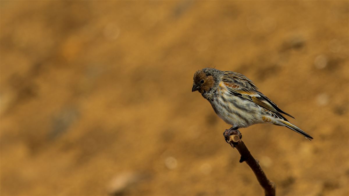 Red-fronted Serin