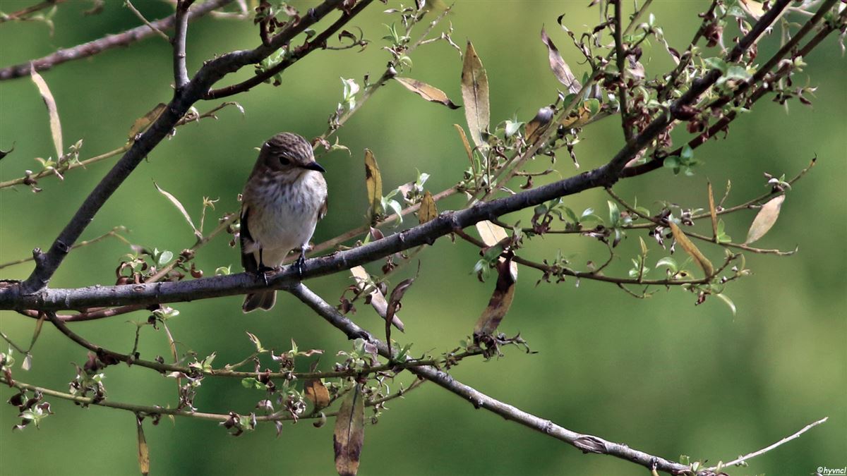 Spotted Flycatcher
