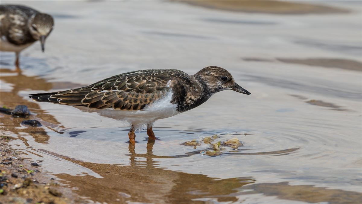 Ruddy Turnstone