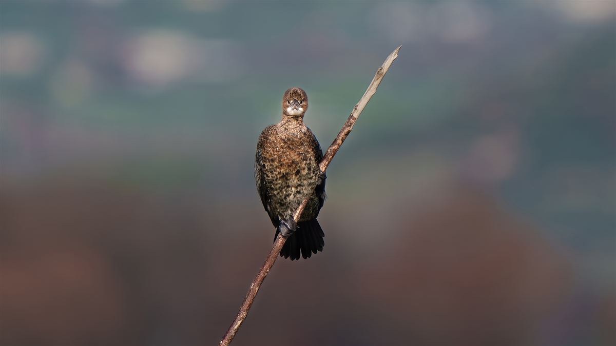 Pygmy Cormorant