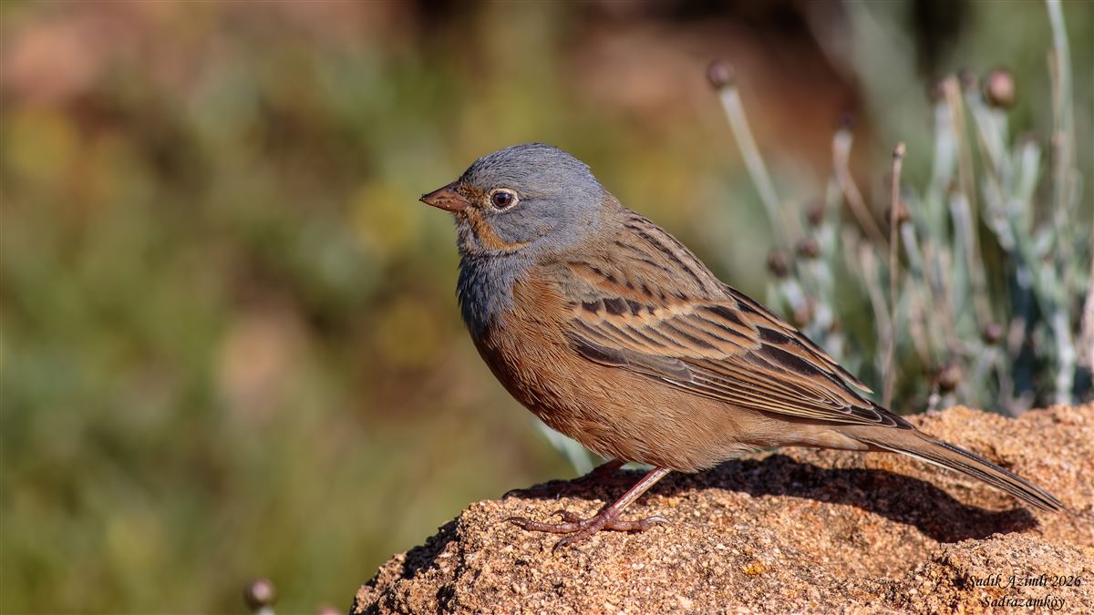 Cretzschmar`s Bunting