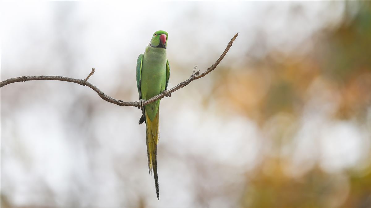 Rose-ringed Parakeet