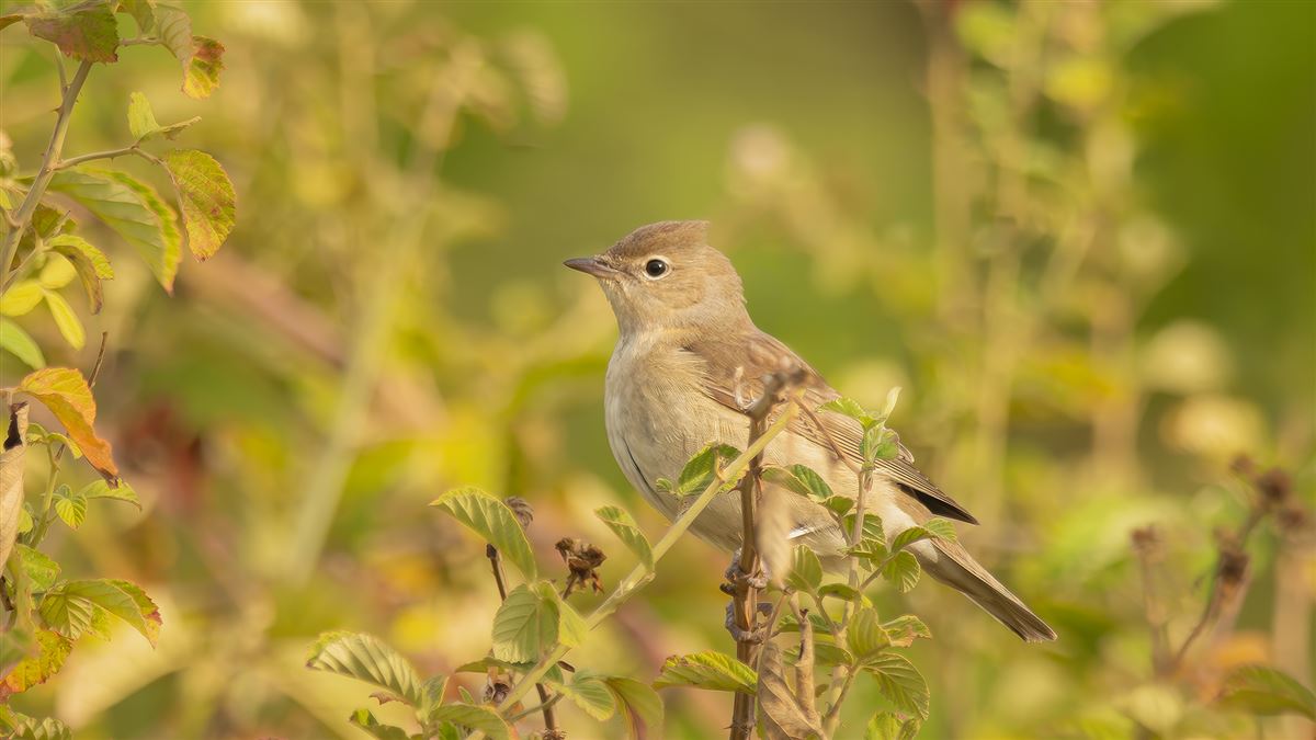Boz Ötleğen