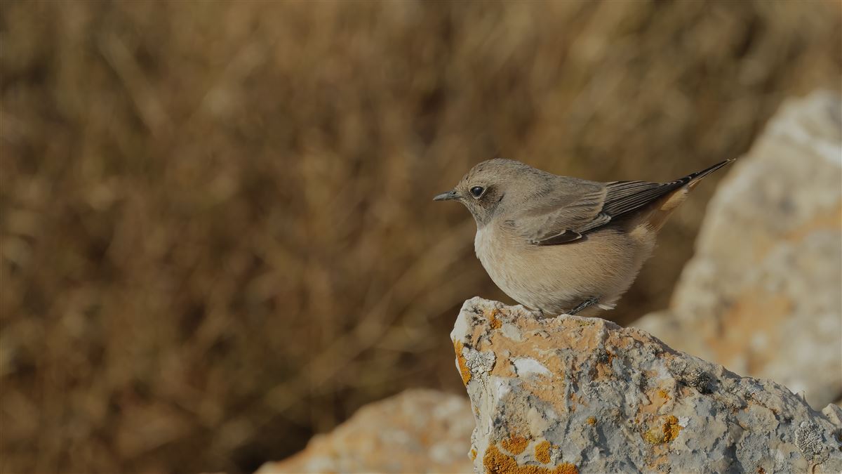 Red-tailed Wheatear
