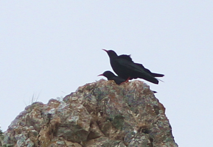 Red-billed Chough