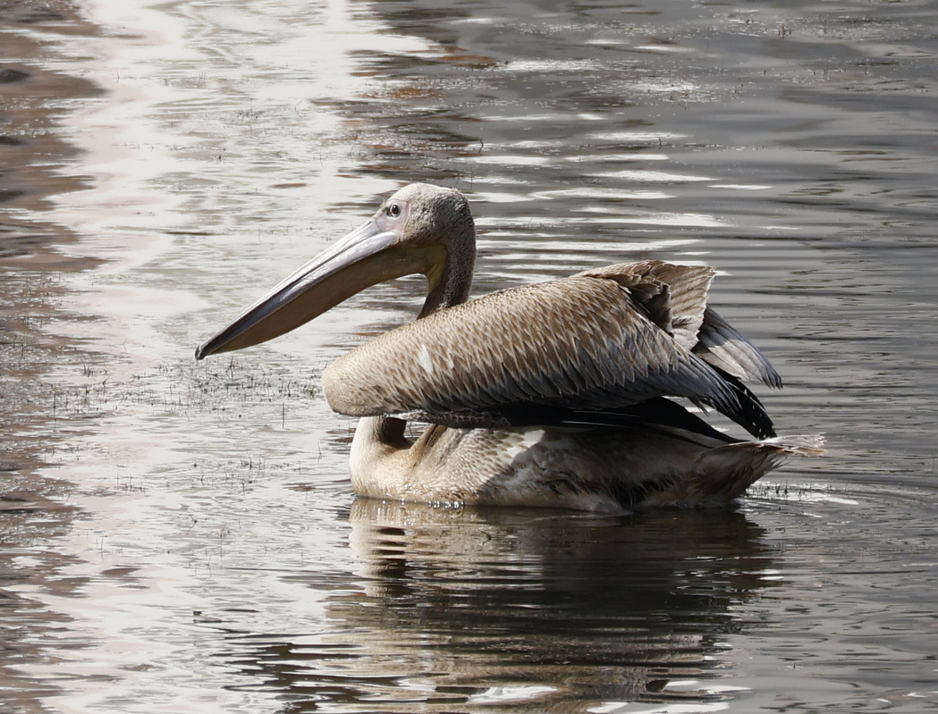 Great White Pelican
