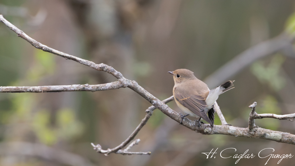 Red-breasted Flycatcher