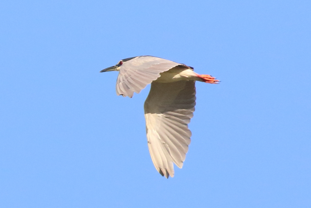 Black-crowned Night Heron