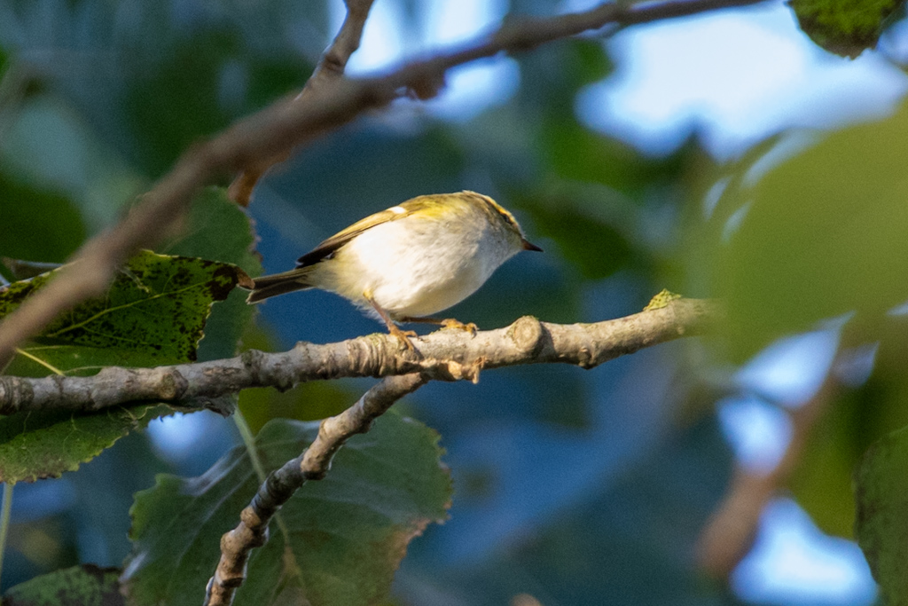 Pallas`s Leaf Warbler
