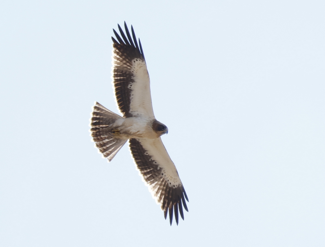 Booted Eagle