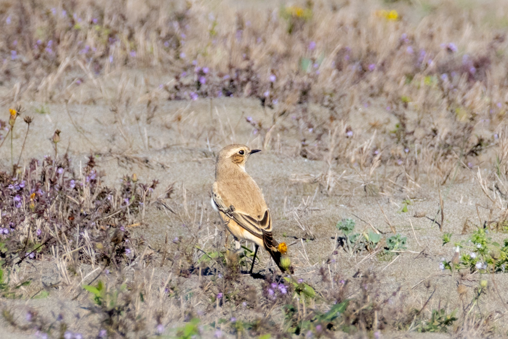 Desert Wheatear