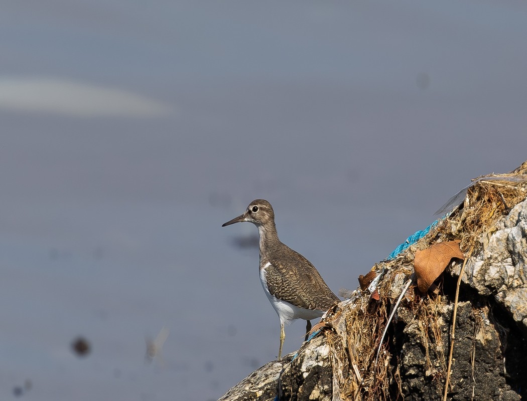 Common Sandpiper