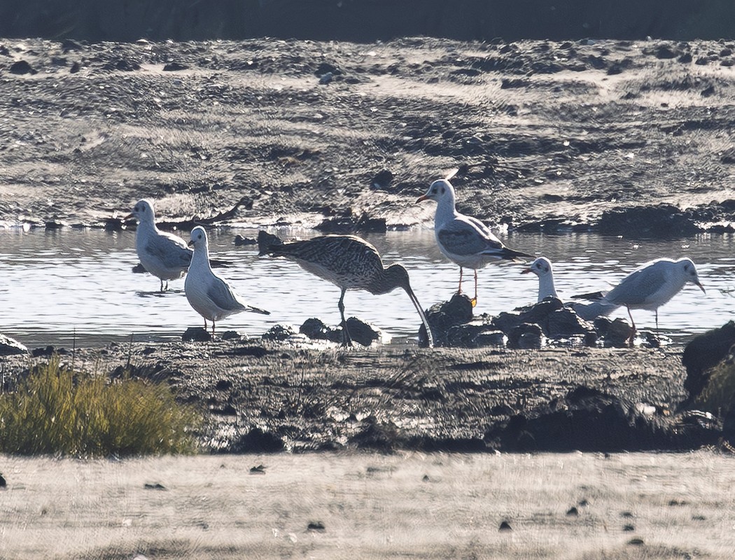 Eurasian Curlew