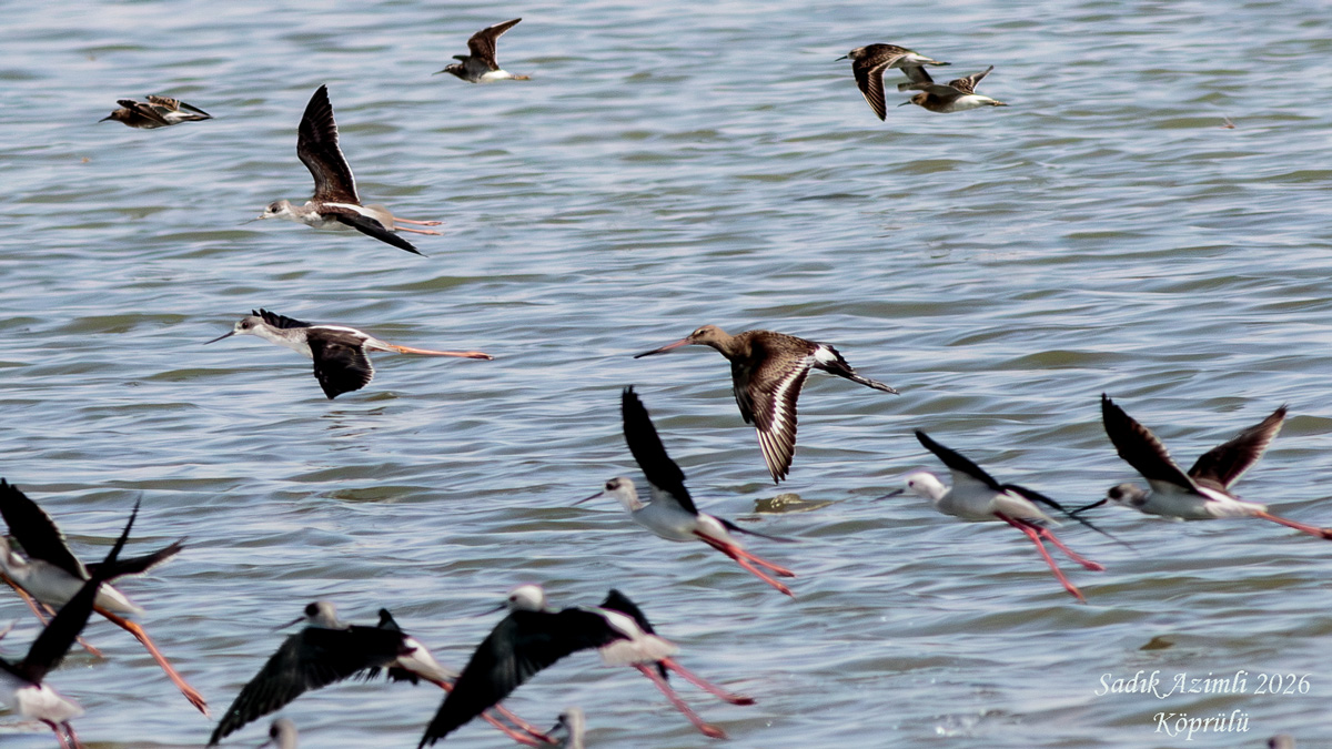 Black-tailed Godwit