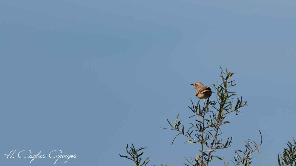 Desert Wheatear