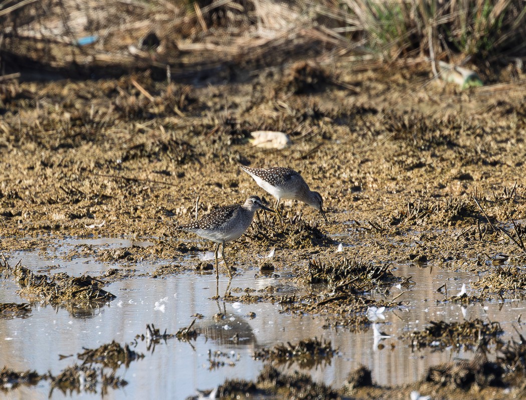 Wood Sandpiper