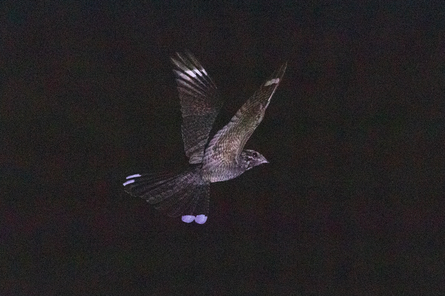 European Nightjar