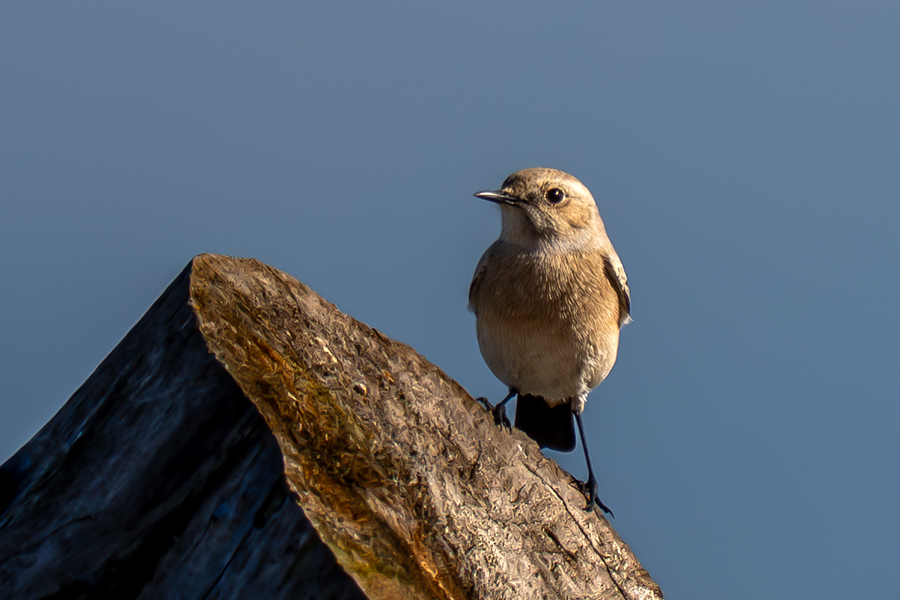Desert Wheatear