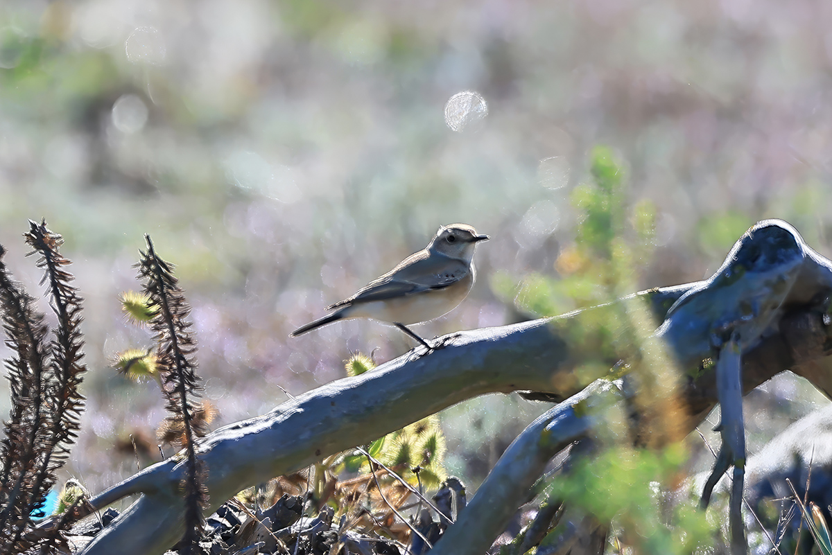 Desert Wheatear
