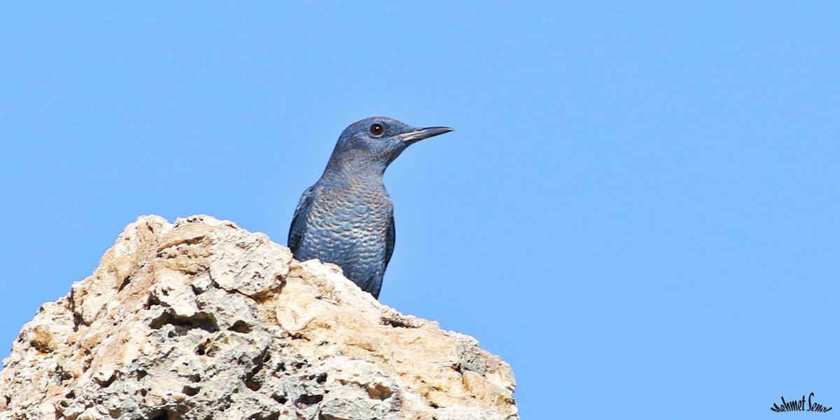 Gökardıç