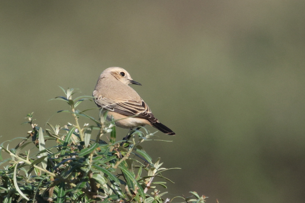 Desert Wheatear