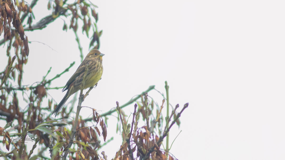 Yellowhammer