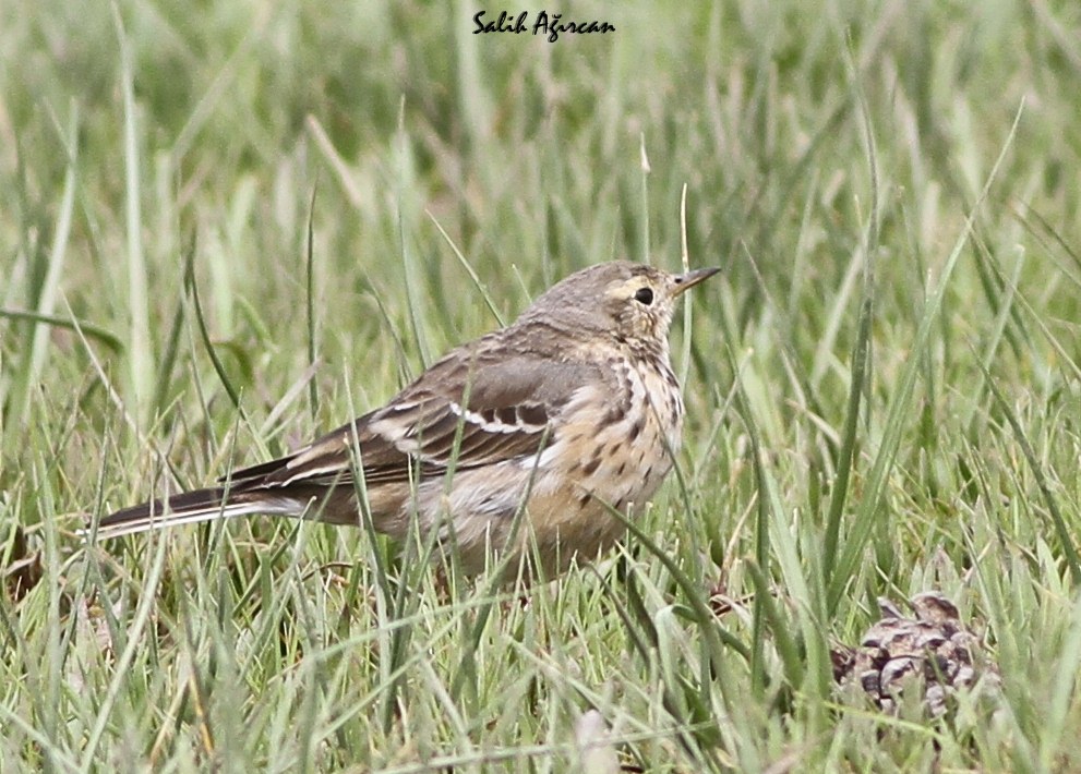 Buff-bellied Pipit