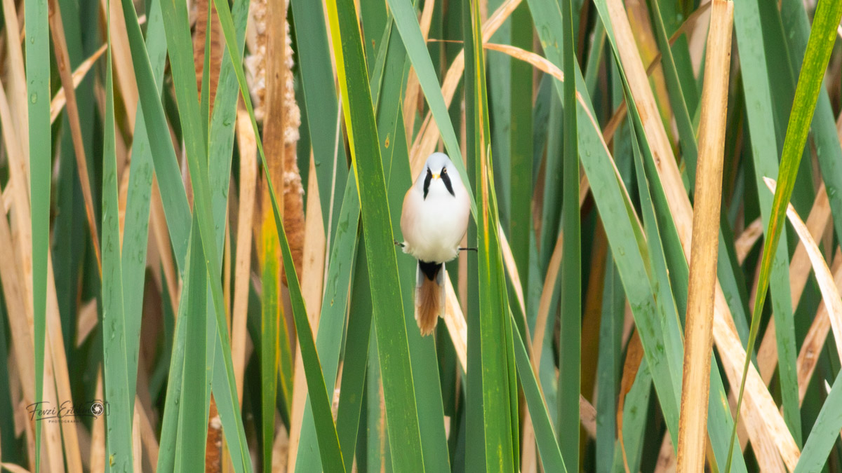 Bearded Reedling